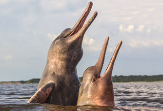 Amazing River Dolphins